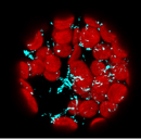 Protoplasten FLM Teaser